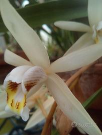 Orchidea Coelogyne Flaccida