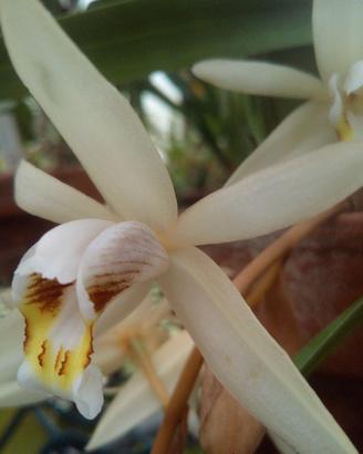 Orchidea Coelogyne Flaccida