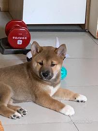 Shiba Inu maschietto e femminuccia