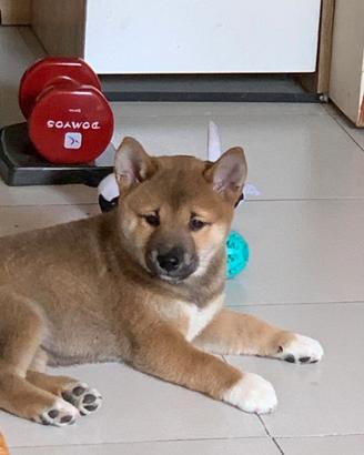 Shiba Inu maschietto e femminuccia