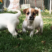 Jack Russell terrier