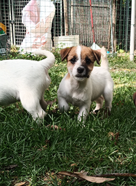 Jack Russell terrier