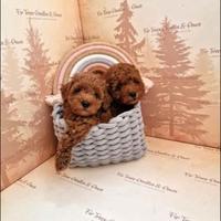 Cuccioli barboncini mini toy disponibili M e F