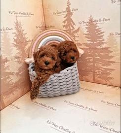 Cuccioli barboncini mini toy disponibili M e F