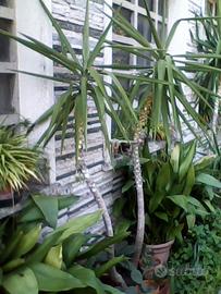 Piante da giardino