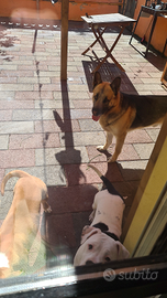 Pastore tedesco maschio