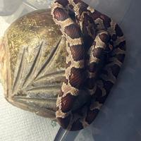 Serpente del grano