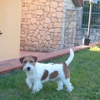 Jack russell si cede gratuitamente,solo a famiglie