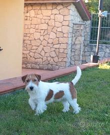 Jack russell si cede gratuitamente,solo a famiglie