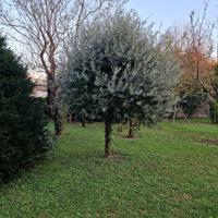alberi di ulivo