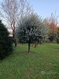 alberi di ulivo
