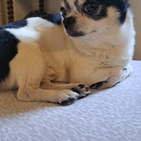 Custode -manutentore villa