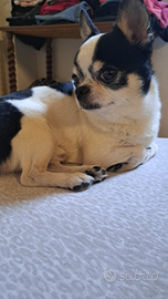 Custode -manutentore villa