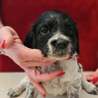Cuccioli epagneul breton