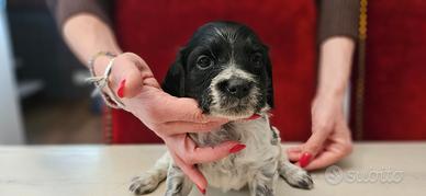 Cuccioli epagneul breton