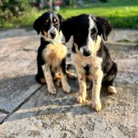 Cucciolo per adozione