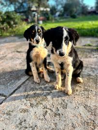 Cucciolo per adozione