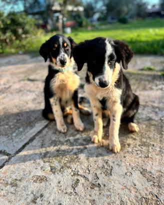 Cucciolo per adozione