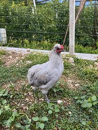 Galletto araucana inglese lavanda