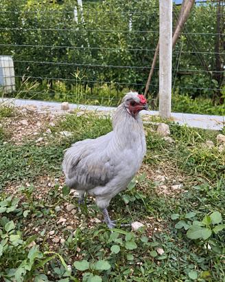 Galletto araucana inglese lavanda