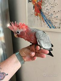 Pappagalli allevati a mano