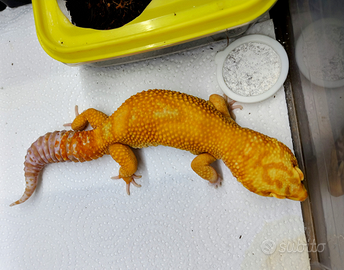 Eublepharis macularius