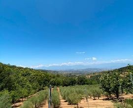 Terreno agricolo completo leggi annuncio
