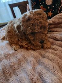 Barboncino toy maschio