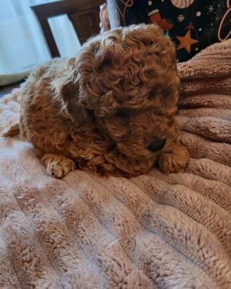 Barboncino toy maschio