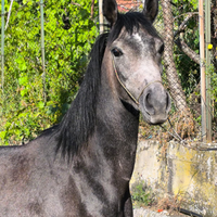 Purosangue Orientale