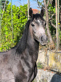 Purosangue Orientale