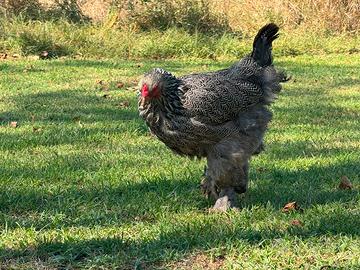 Galline Brahma argento