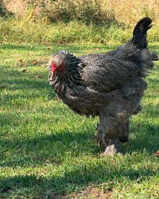Galline Brahma argento