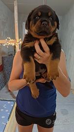Cuccioli rotweiler