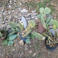 Opuntia fico d'india varie potature