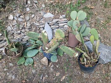 Opuntia fico d'india varie potature