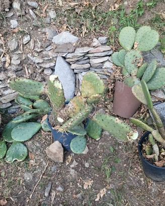 Opuntia fico d'india varie potature