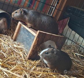 Cavie / porcellini d'india