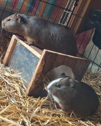 Cavie / porcellini d'india