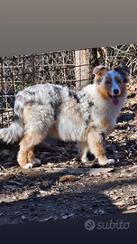 Cucciolona australian shepherd pedigree