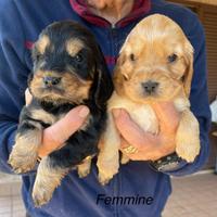 Cocker spaniel inglese con Pedigree ENCI