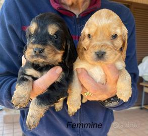 Cocker spaniel inglese con Pedigree ENCI