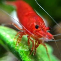 Caridine bloody mary acquario