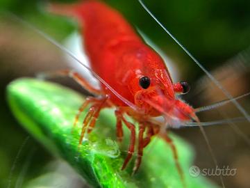 Caridine bloody mary acquario