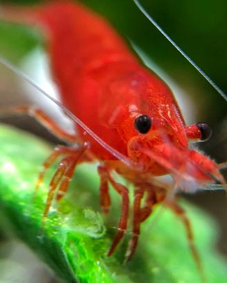 Caridine bloody mary acquario