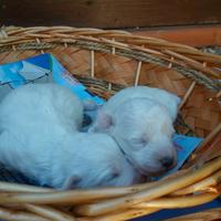 Maltipoo toy cuccioli