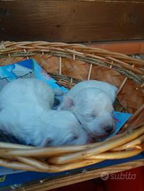 Maltipoo toy cuccioli