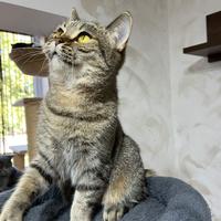 British shorthair femmina