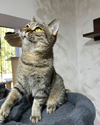 British shorthair femmina