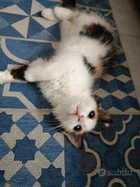 Cuccioli scottish norvegese